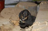 Cachorro Margot (2) Cachorro Margot (2)