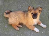 Shiba Shiba