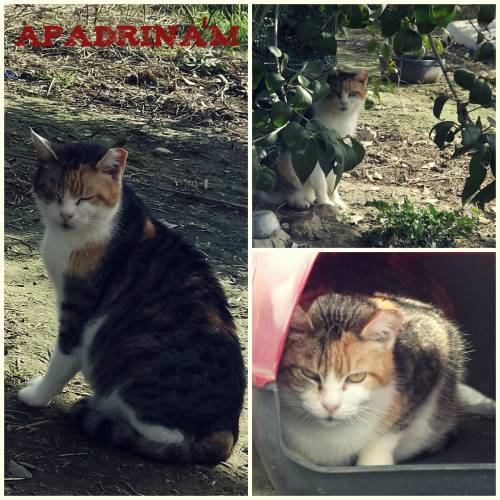 gato1 gato1
