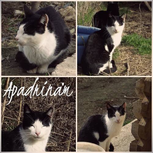 gato4 gato4