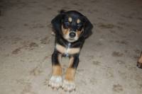 Cachorro Margot (1) Cachorro Margot (1)