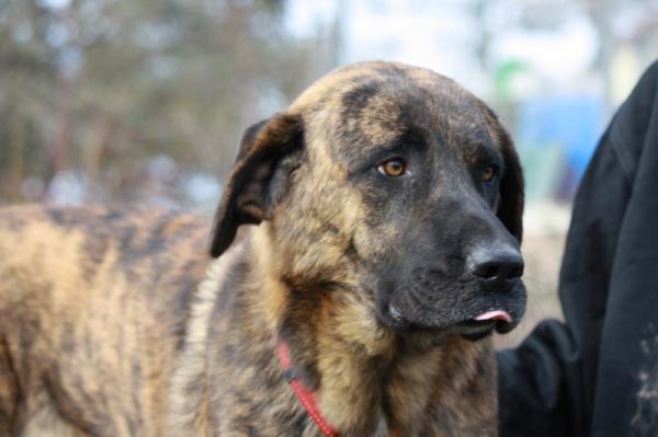 Mingo & Rib&oacute; (conjunta)