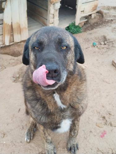 Mingo & Rib&oacute; (conjunta)