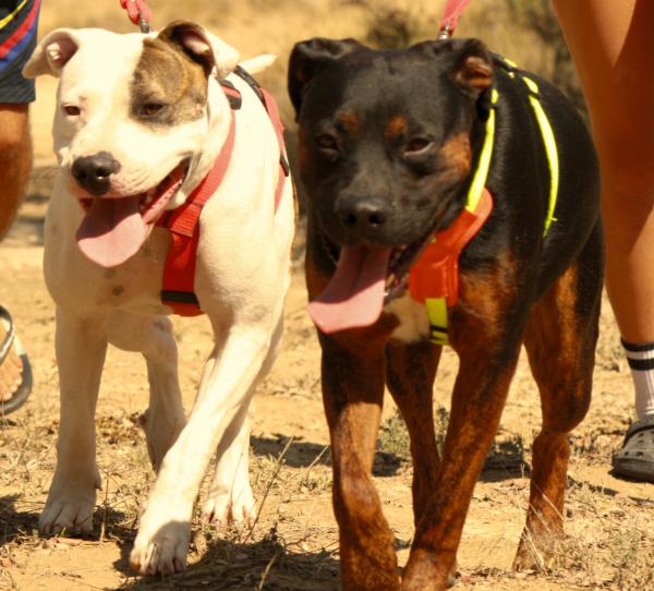 Shanti & Sid (conjunta)