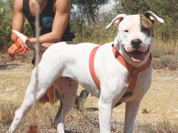 Shanti & Sid (conjunta)
