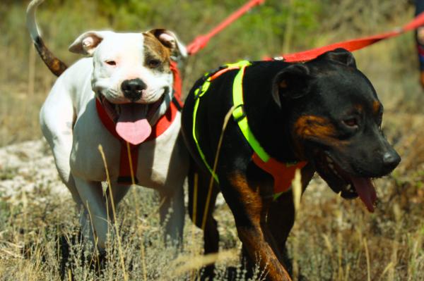 Shanti & Sid (conjunta)
