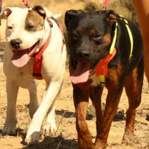 Shanti & Sid (conjunta)