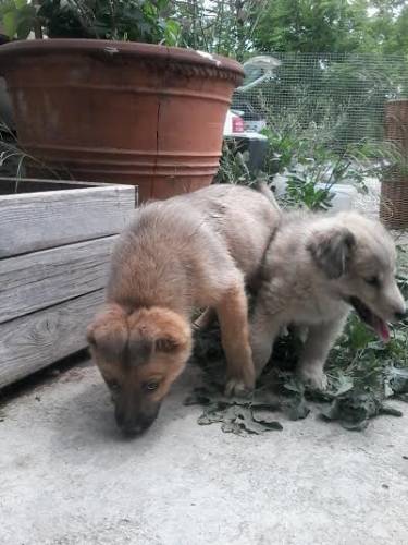 cachorros Líber