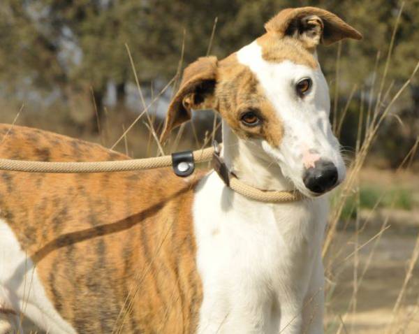 Ginger y Fred (adopción conjunta)