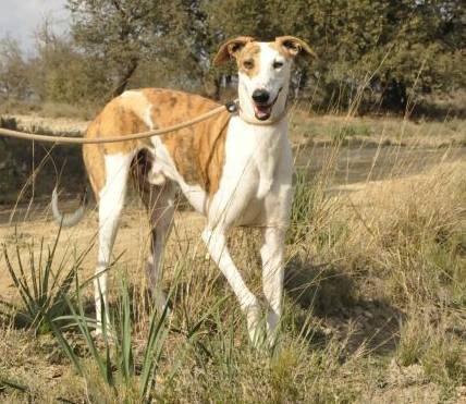 Ginger y Fred (adopción conjunta)