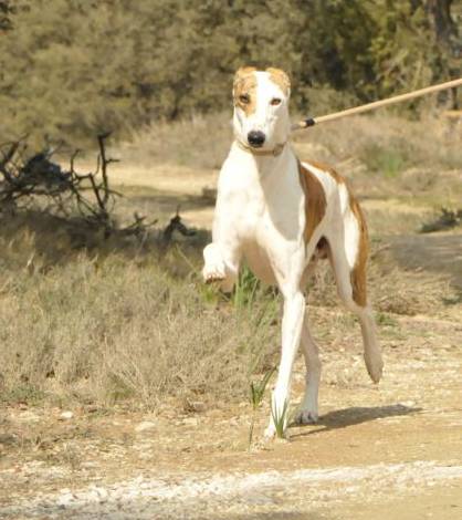 Ginger y Fred (adopción conjunta)