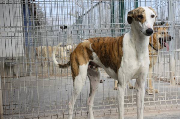 Ginger y Fred (adopción conjunta)