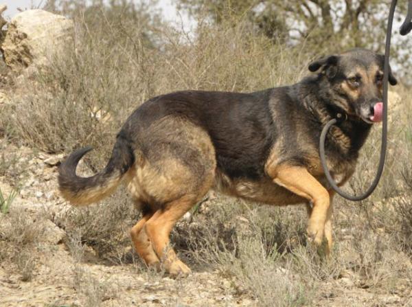 Balú