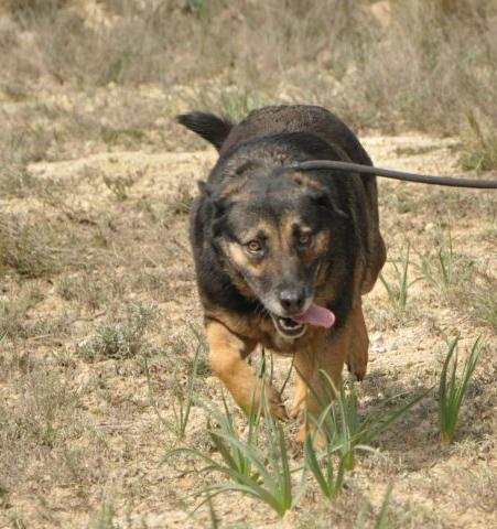 Balú