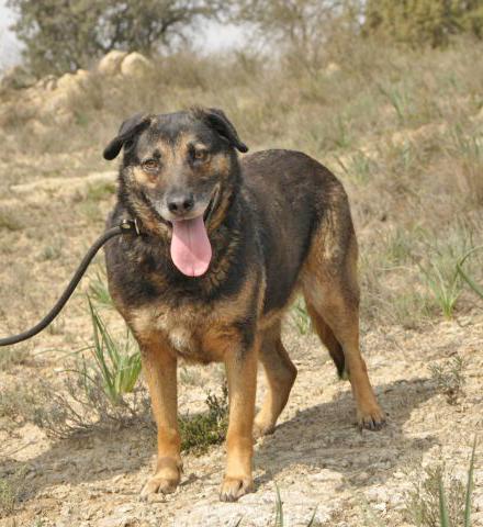 Balú