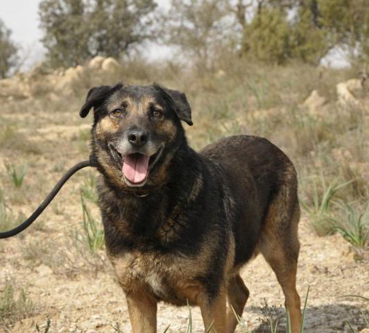 Balú