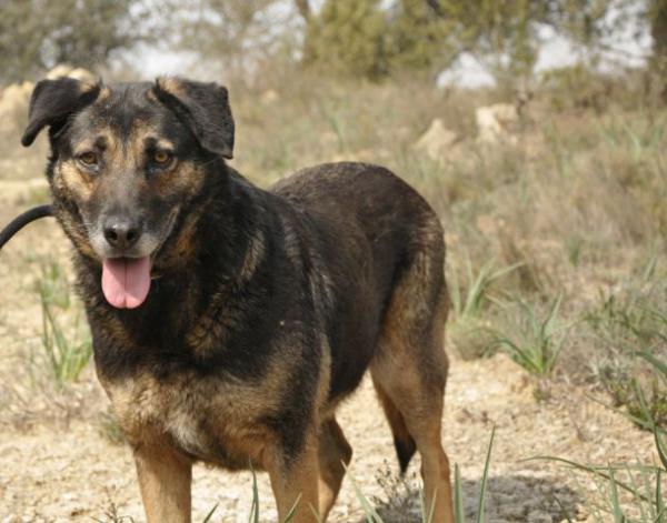 Balú