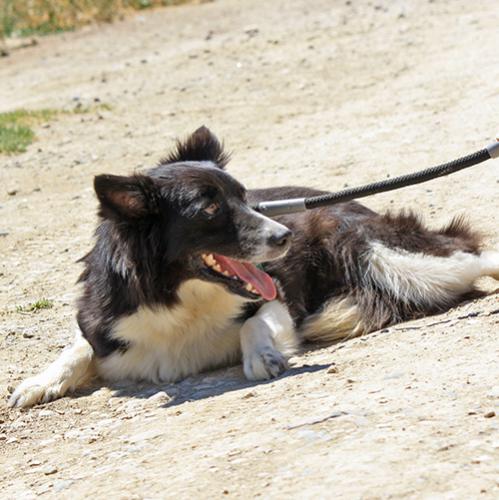 Sheltie