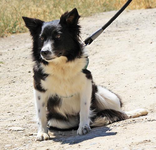 Sheltie