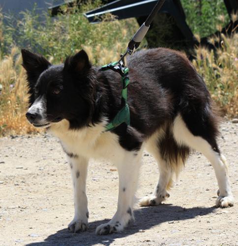 Sheltie