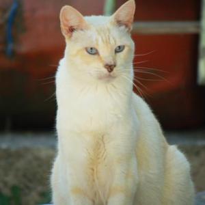 Mauricio